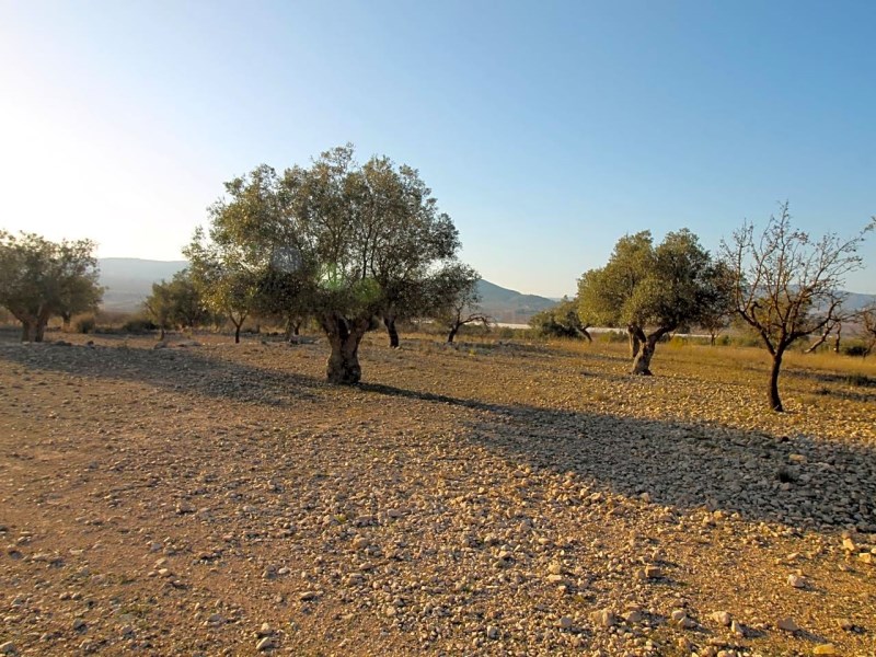 Land in Monovar - Resale