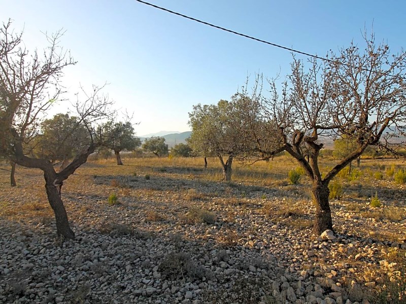 Land in Monovar - Resale