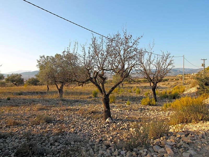 Land in Monovar - Resale