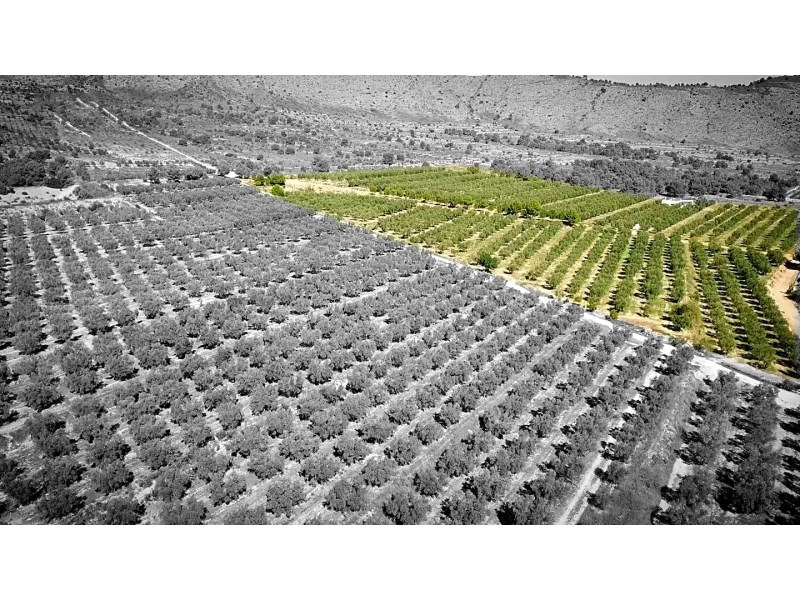 Land in Hondon De Las Nieves - Resale