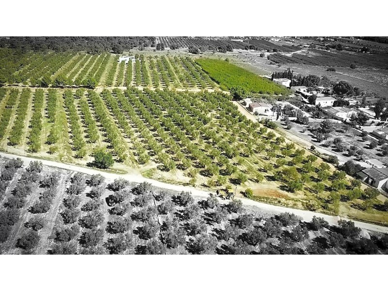 Land in Hondon De Las Nieves - Resale