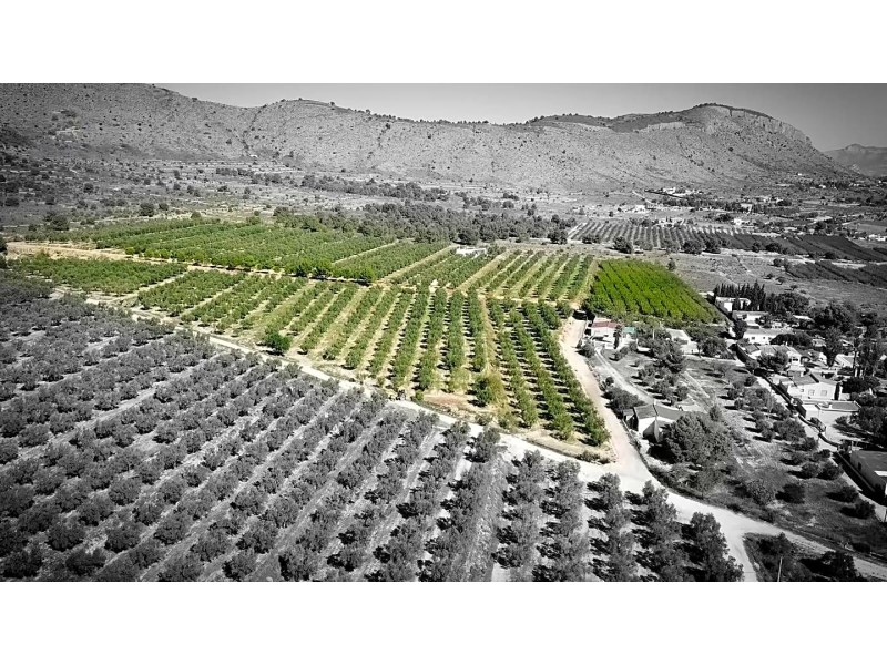 Land in Hondon De Las Nieves - Resale