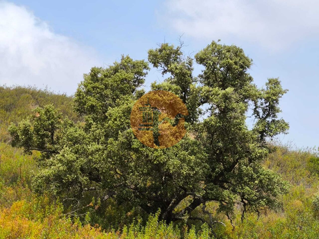 Land in Castro Marim - Image 3