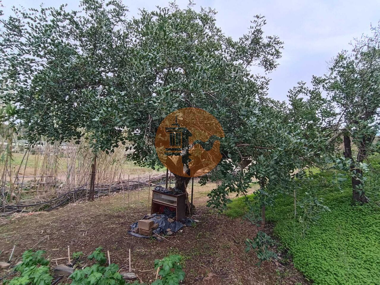 Land in Castro Marim - Image 4