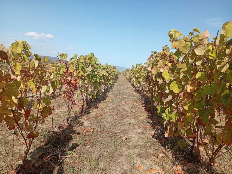 House in Barcos - Image 3