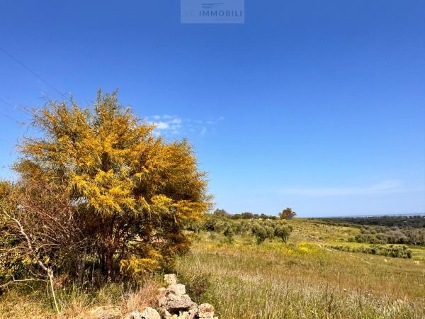 Land in Carovigno - Image 5