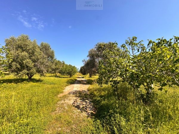 Land in Carovigno - Image 2