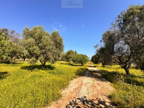 Land in Carovigno - Image 3