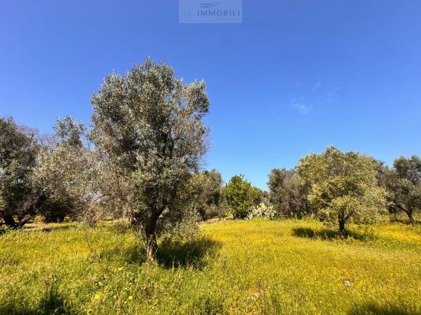 Land in Carovigno - Image 5