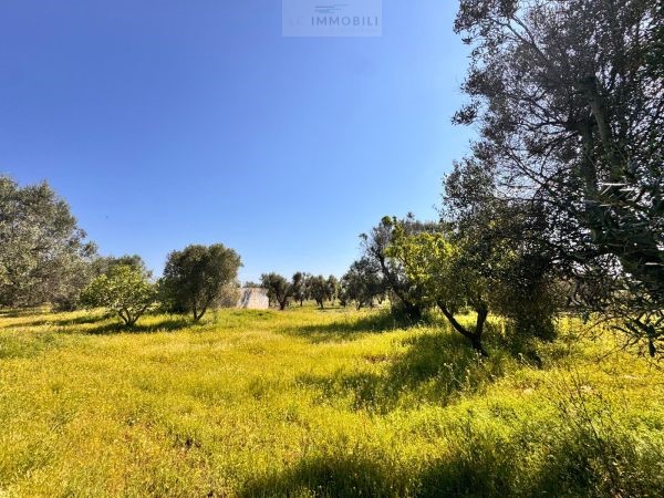 Land in Carovigno - Image 4