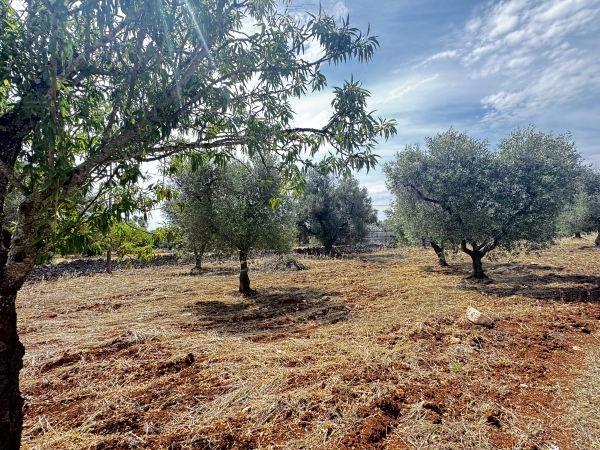 Land in Carovigno - Image 3