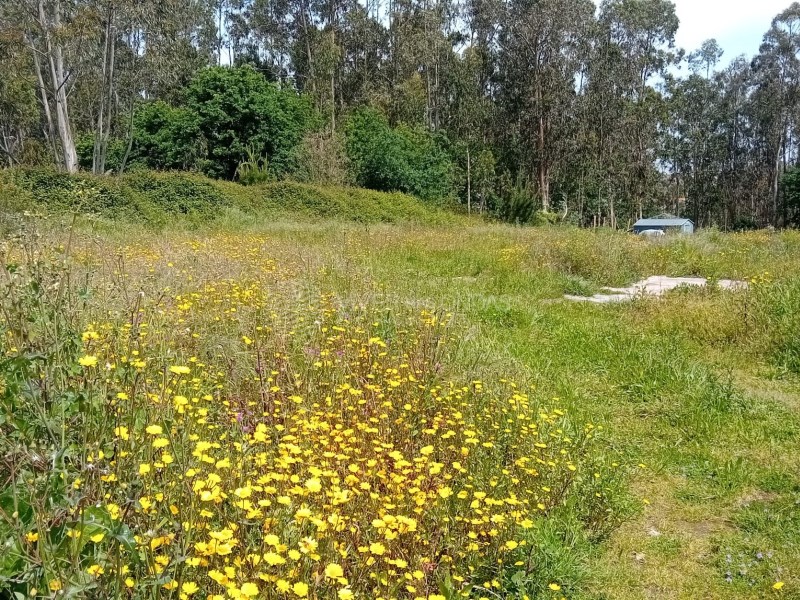 Land in Arvore - Image 3