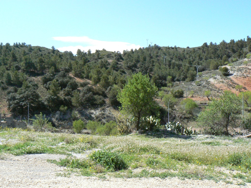 House in Lorca - Image 4